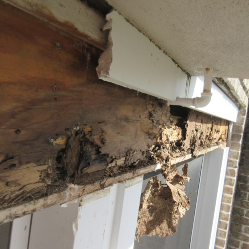 termite damage on house exterior